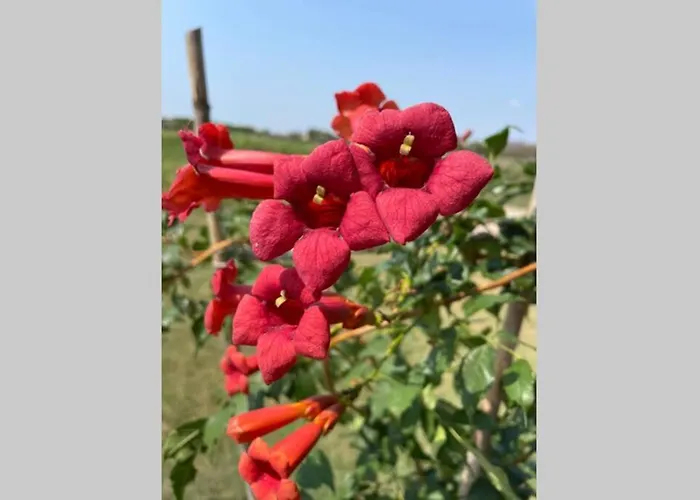 Chalé Myinsolite - Tiny-house, Jacuzzi, Brasero, Piscine Aigues-Mortes